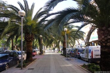 palmeras en el paseo del saladar