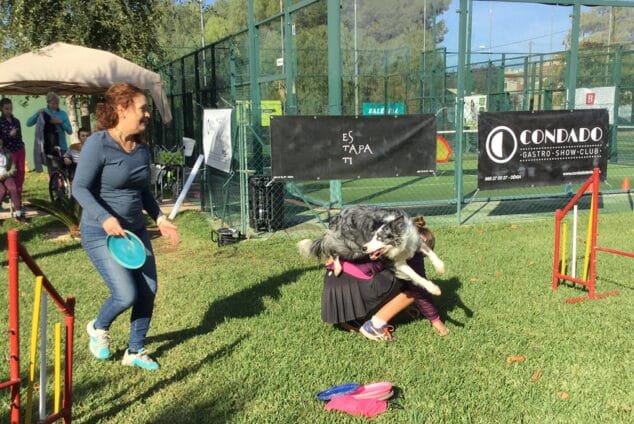 sesion de agility con perros de la raza border collins