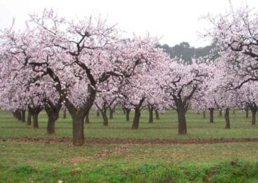 almendros en flor