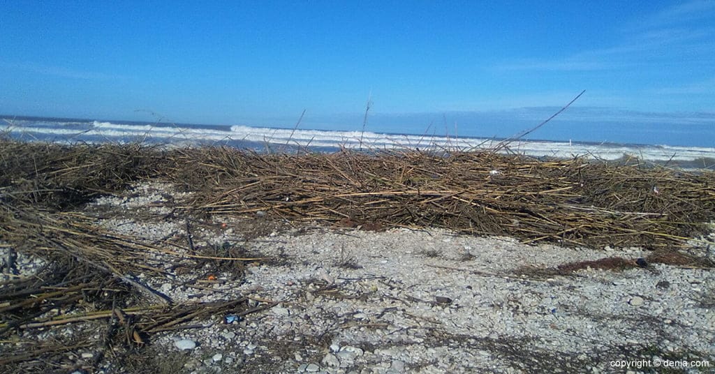 Cañas en la Playa de La Almadrava
