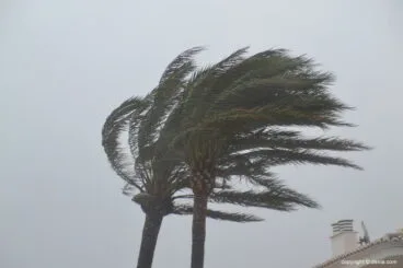 Palmera al viento