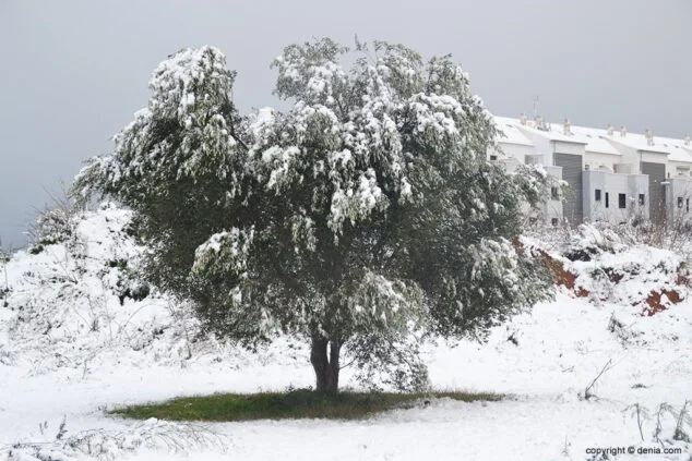 Estampa de Dénia tras la intensa nevada caída a primera hora de la mañana 7 arbol con nieve