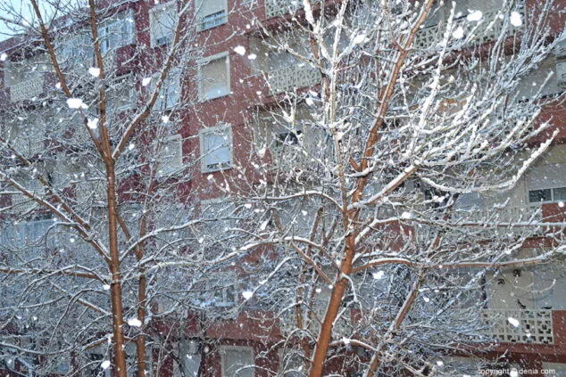 Estampa de Dénia tras la intensa nevada caída a primera hora de la mañana 8 arboles con nieve