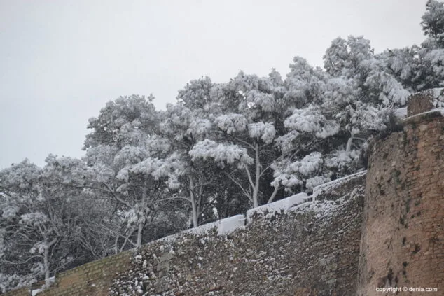 Estampa de Dénia tras la intensa nevada caída a primera hora de la mañana 10 arboles del castillo llenos de nieve