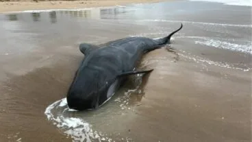 Calderón común varado en la playa de Dénia