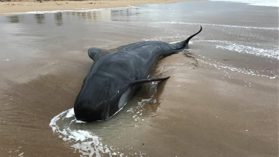 calderon comun varado en la playa de denia