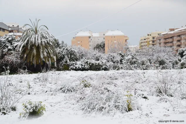 Estampa de Dénia tras la intensa nevada caída a primera hora de la mañana 26 campos llenos de nieve