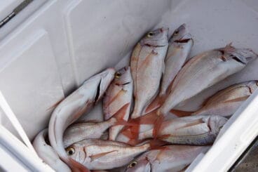 capturas del pagell en el concurso del 2016