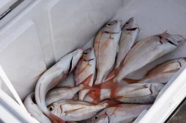 capturas del pagell en el concurso del 2016