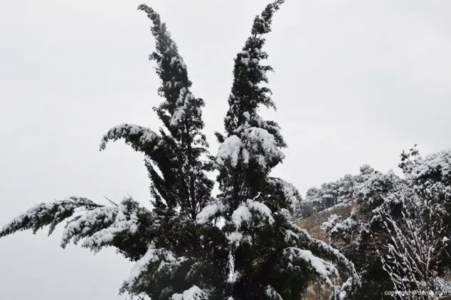 Estampa de Dénia tras la intensa nevada caída a primera hora de la mañana 28 cipreses con nieve