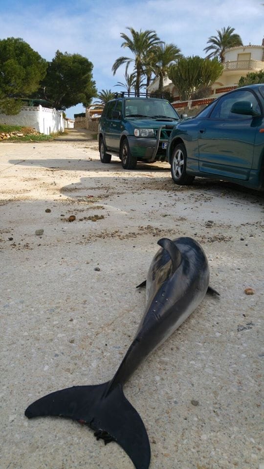 delfin arrastrado por el temporal