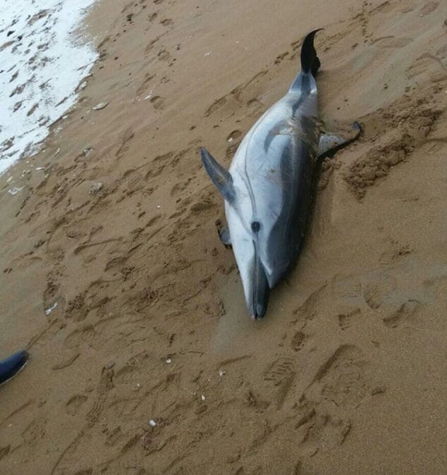 delfin encontrado en denia 1