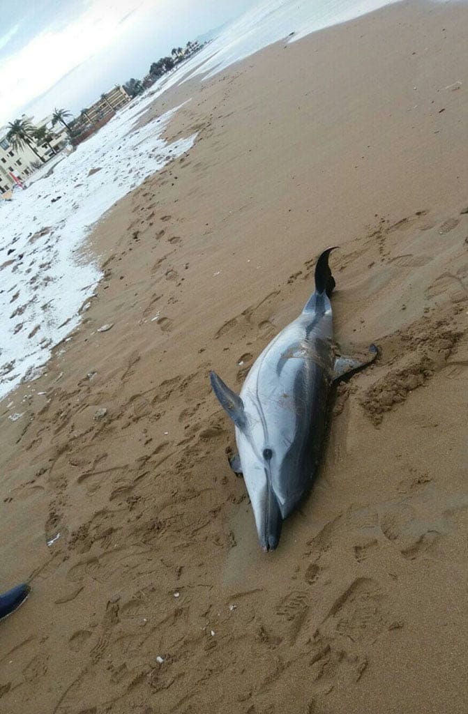 delfin encontrado en denia