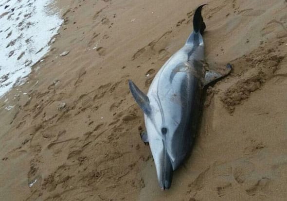 delfin varado en les marines