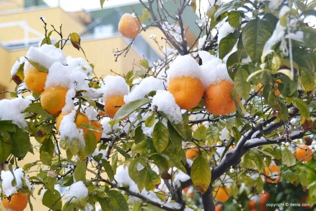 Estampa de Dénia tras la intensa nevada caída a primera hora de la mañana 60 naranjas con nieve