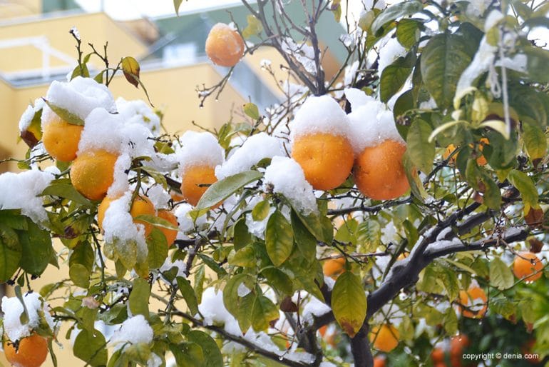 Naranjas con nieve