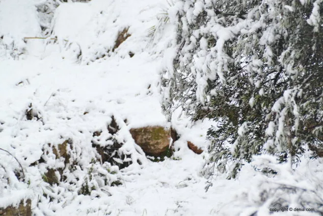 Estampa de Dénia tras la intensa nevada caída a primera hora de la mañana 64 nieve en los campos