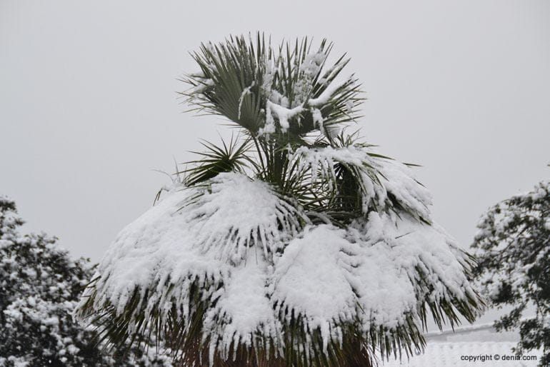 Palmera con nieve