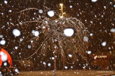 Palmera llena de nieves