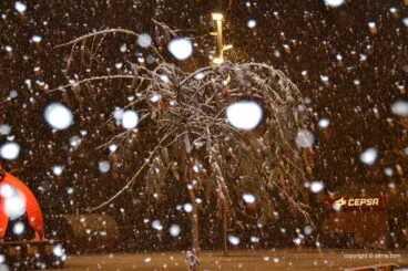 Palmera llena de nieves