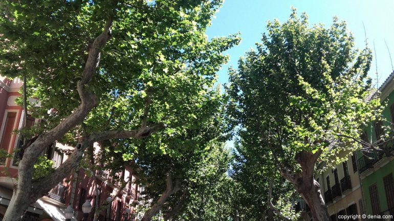 Poda de árboles en Marqués de Campo
