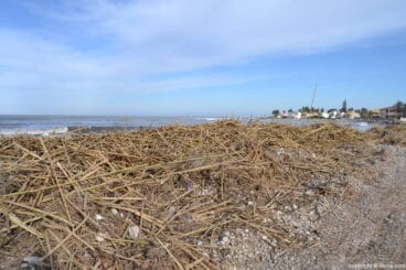 restos de canas en la playa de la almadrava 1