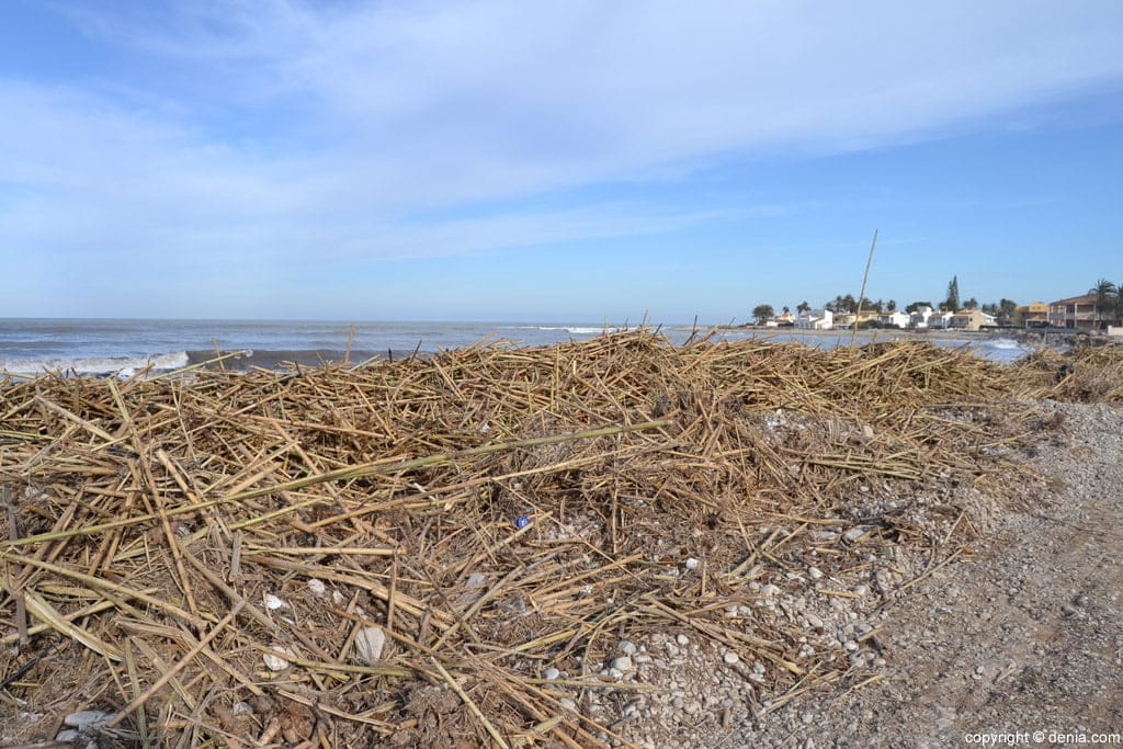restos de canas en la playa de la almadrava