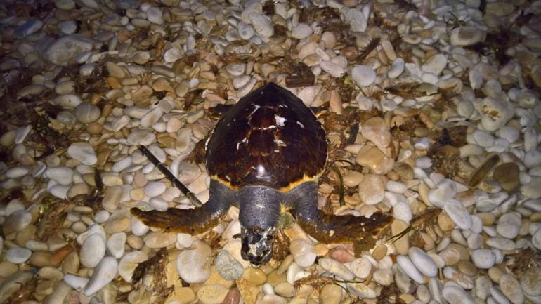 Loggerhead turtle dragged by the storm