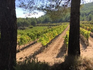 Viñas de Les Freses en jesús Pobre