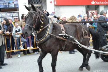 Bendición de animales en Dénia 2017