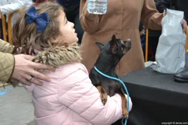 Bendición de animales en Dénia 2017