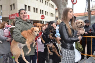 Bendición de animales en Dénia 2017