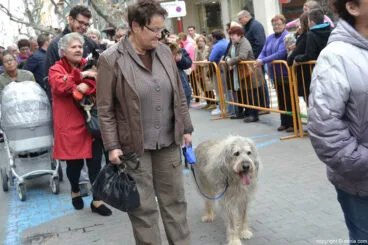 Bendición de animales en Dénia 2017