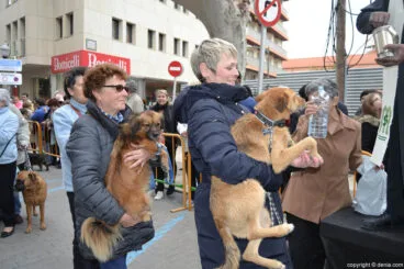 Bendición de animales en Dénia 2017
