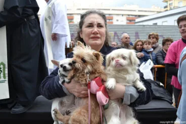 Bendición de animales en Dénia 2017