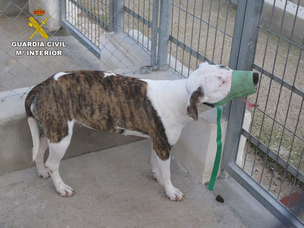 perro de raza peligrosa en beniarbeig