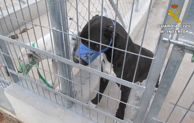 perro peligroso en beniarbeig