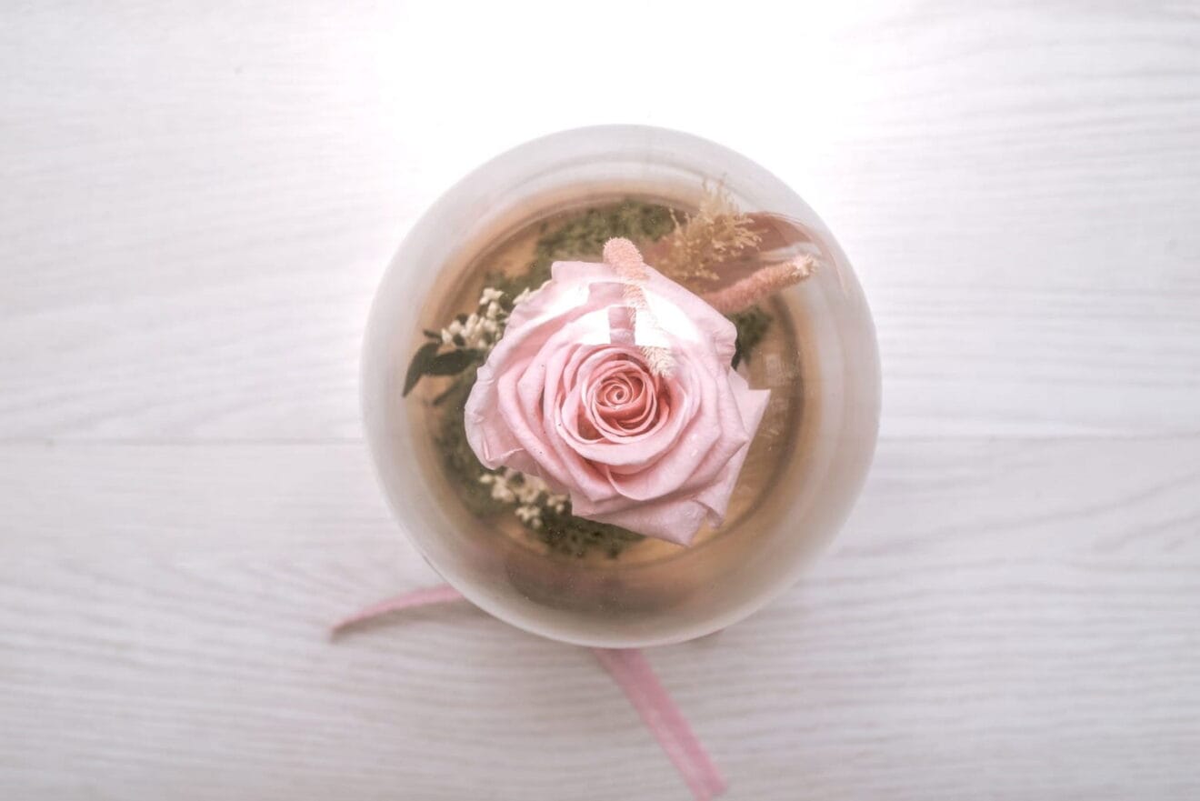 Rosa preservada en cúpula de cristal que sortea Bodas y Flores