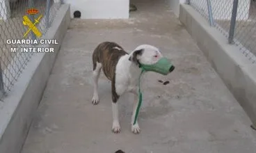 Uno de los perros atacantes