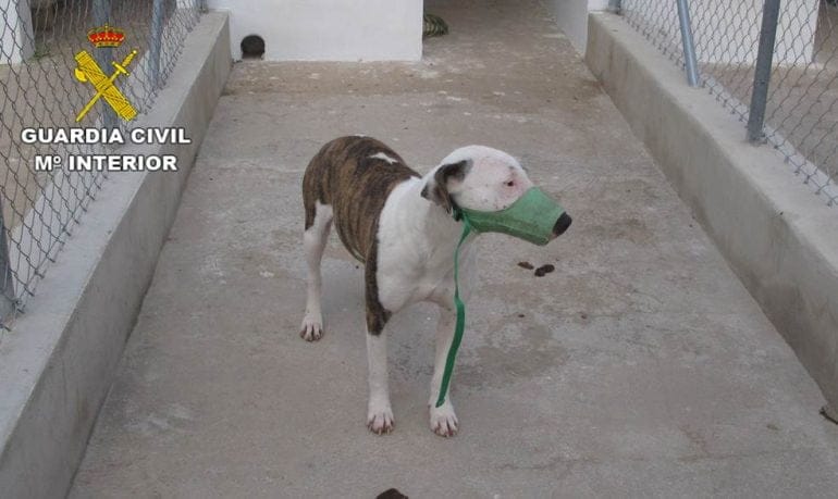 Uno de los perros atacantes