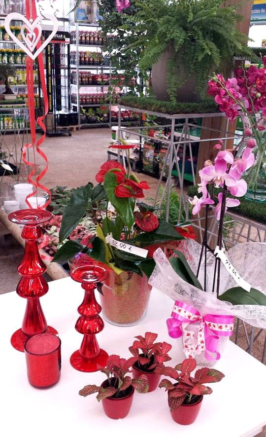 variedad de flores por san valentin