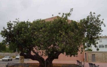 arboles monumentales la xara