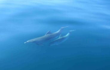 avistamiento de delfines en denia