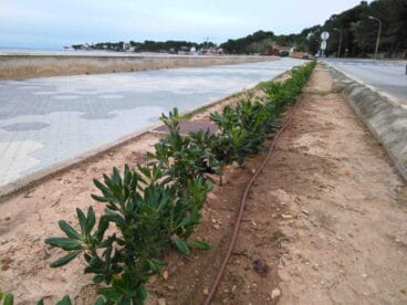 plantas repuestas en el paseo de la marineta cassiana