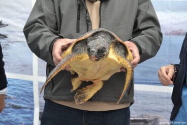 02 x salon nautico denia suelta de tortuga
