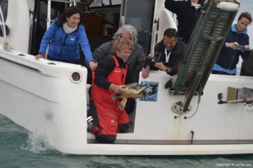 X Salón Náutico Dénia – suelta de tortuga