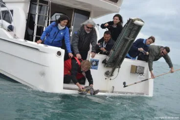 X Salón Náutico Dénia – suelta de tortuga