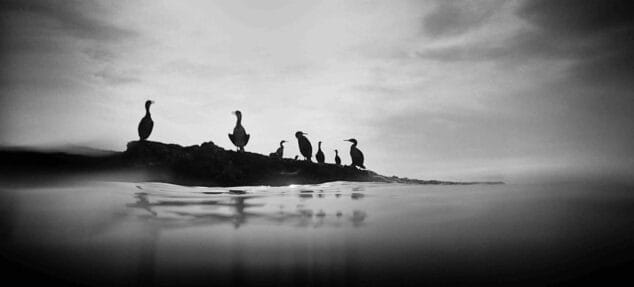 Líneas y cormoranes para retratar la Dénia más artística 3 cormorans primer premio fotografia artistica