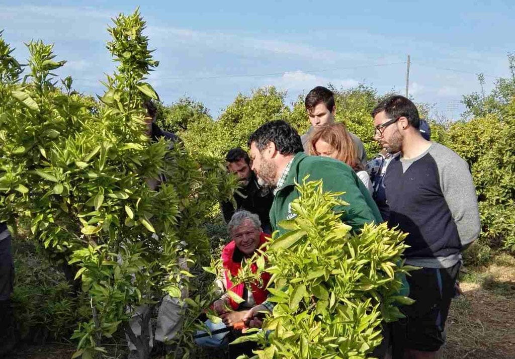 curso de especializacion en poda de citricos