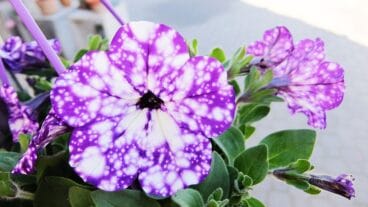 Flor lila Natura Garden